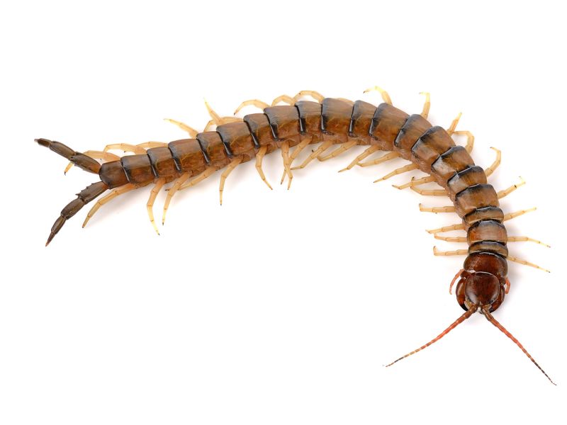 Essex NJ Centipede Millipedes Pest Control Exterminators
