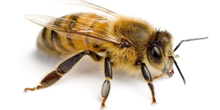 Bees Wasp Essex NJ Pest Control Exterminator