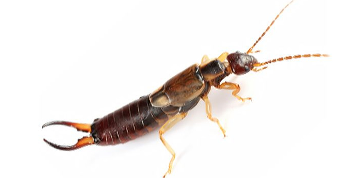 Earwig Lice Essex NJ Pest Control Exterminator
