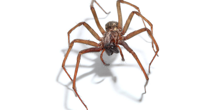 Essex NJ Spiders Crickets Pest Control Exterminators