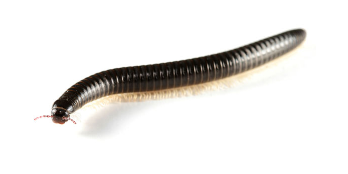 Worms Flies Essex NJ Pest Control Exterminator
